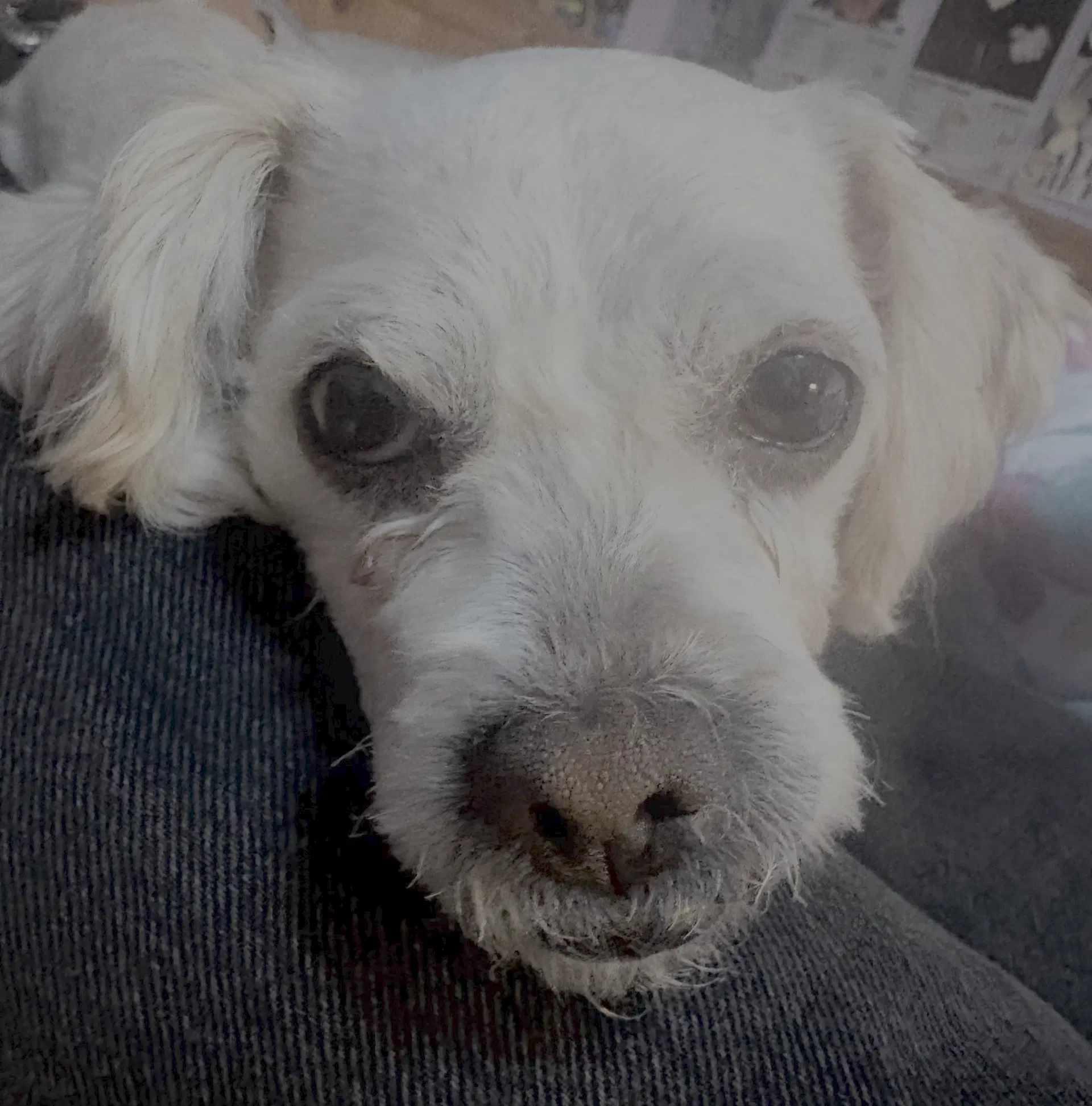 Mindy image 2