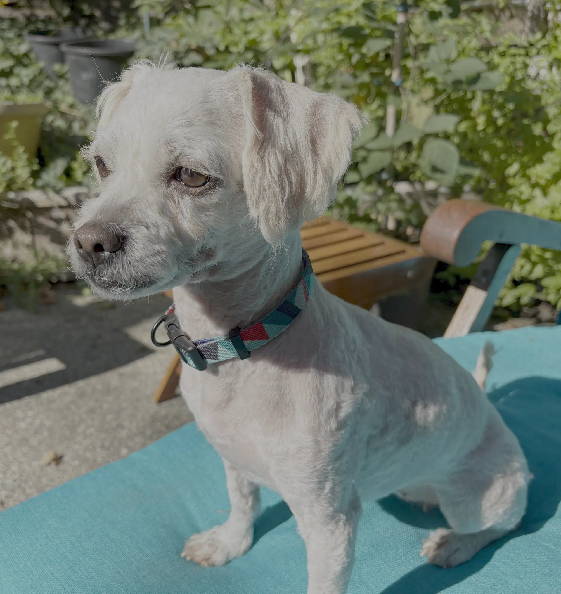 Mindy - Poodle (Miniature)