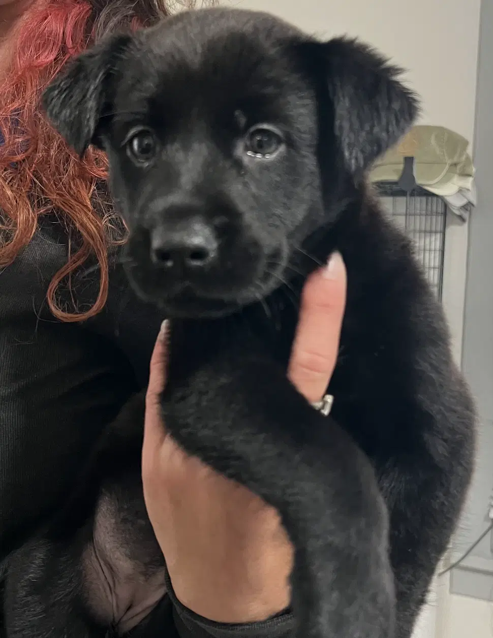 Jackie O - Labrador Retriever