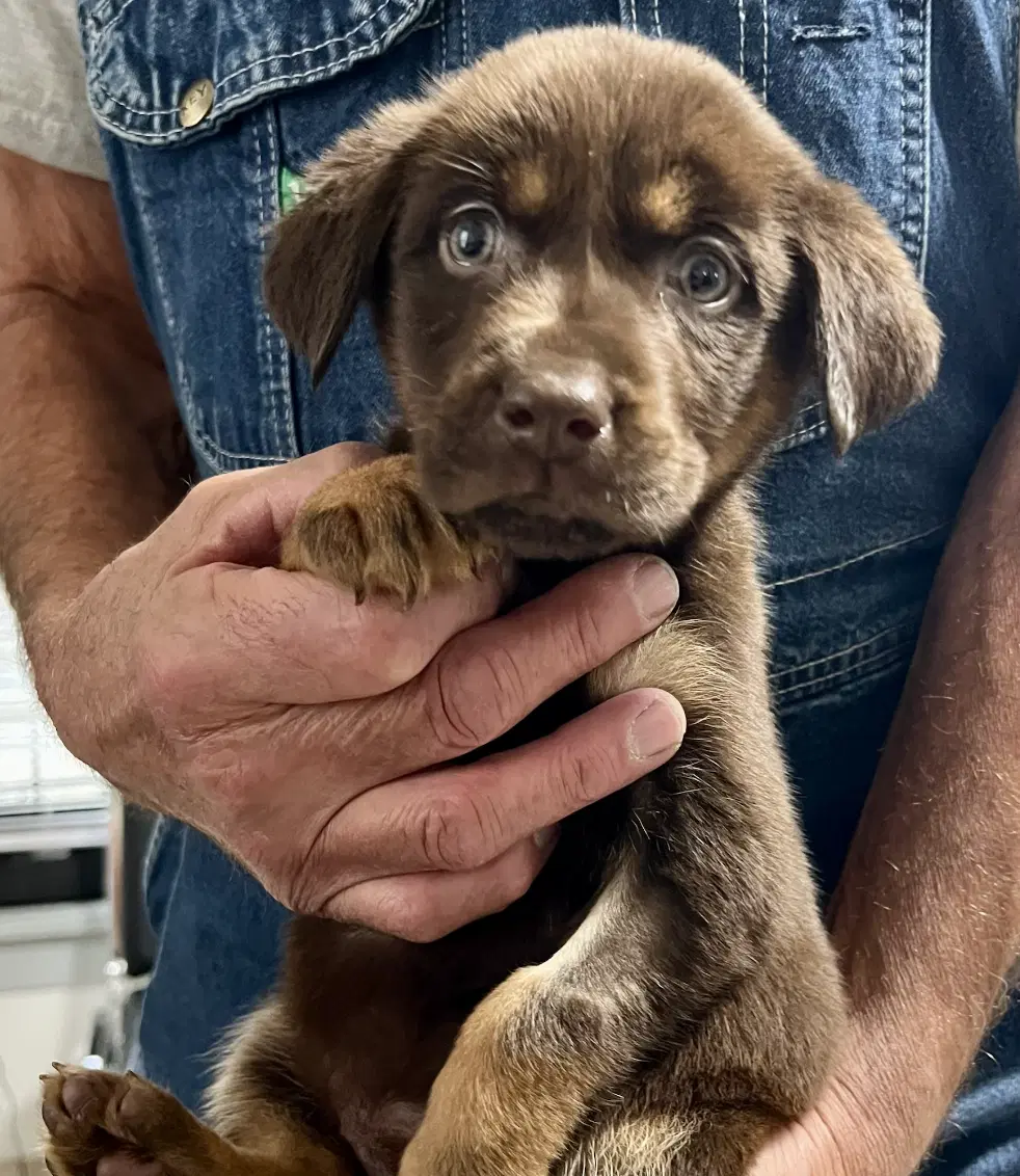 Eleanor - Labrador Retriever