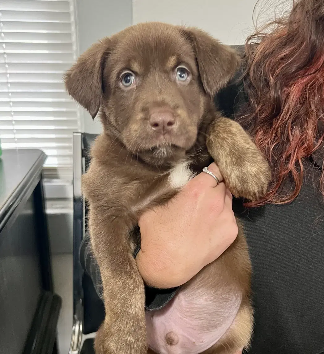 Teddy - Labrador Retriever
