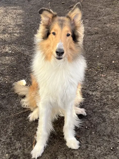 Scout - Collie