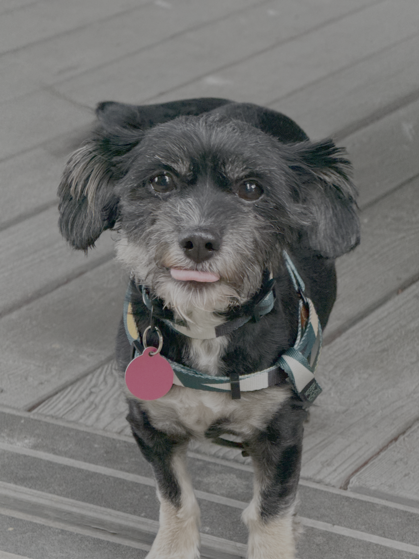 Hanny, Shih Tzu