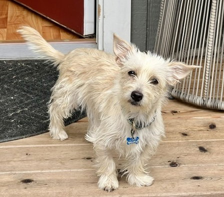 Buffy, West Highland White Terrier Westie