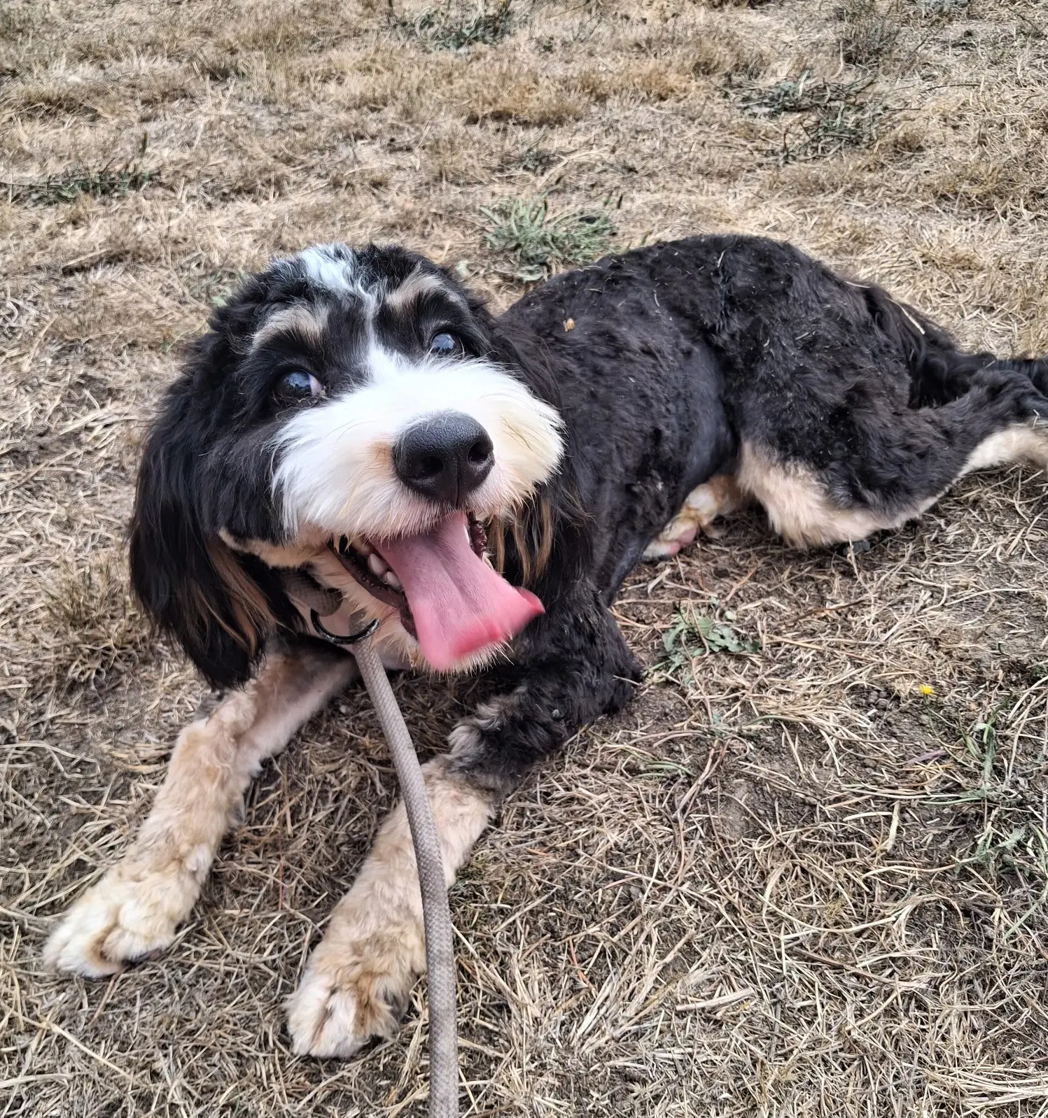 Waffles - Bernese Mountain Dog