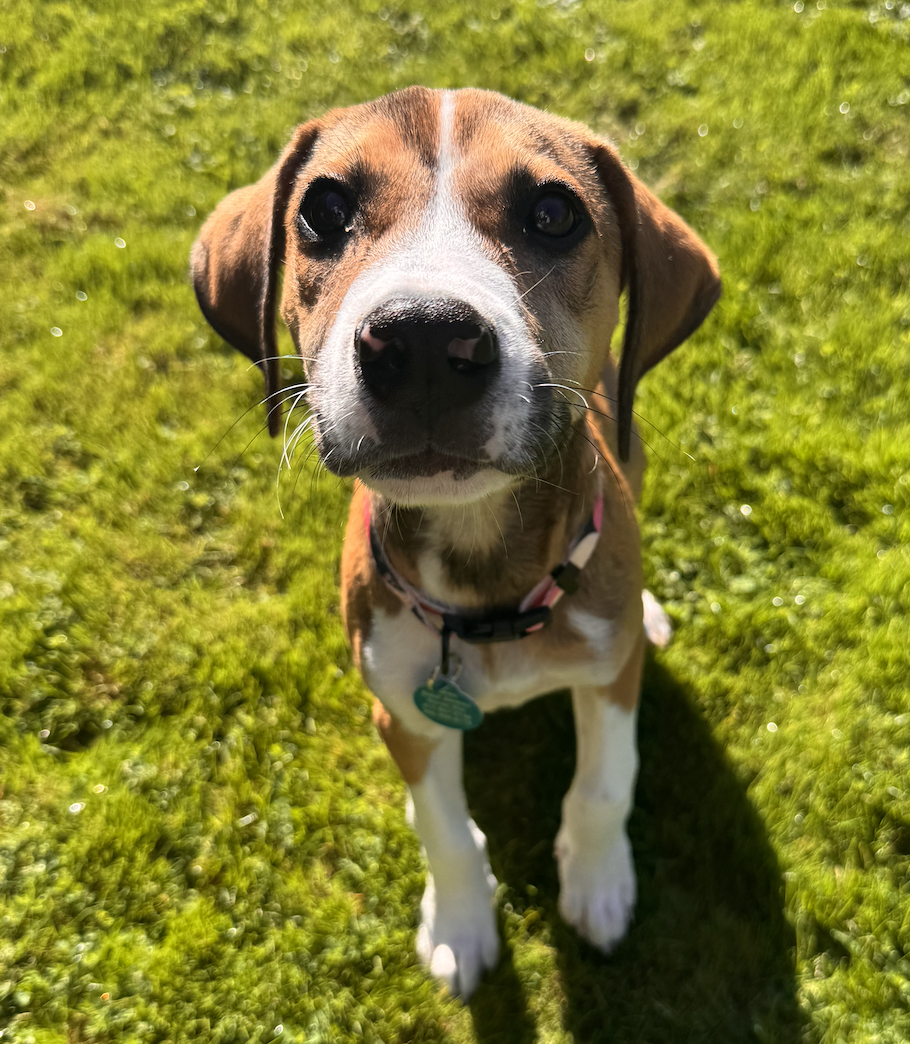 Boomer, photo 5