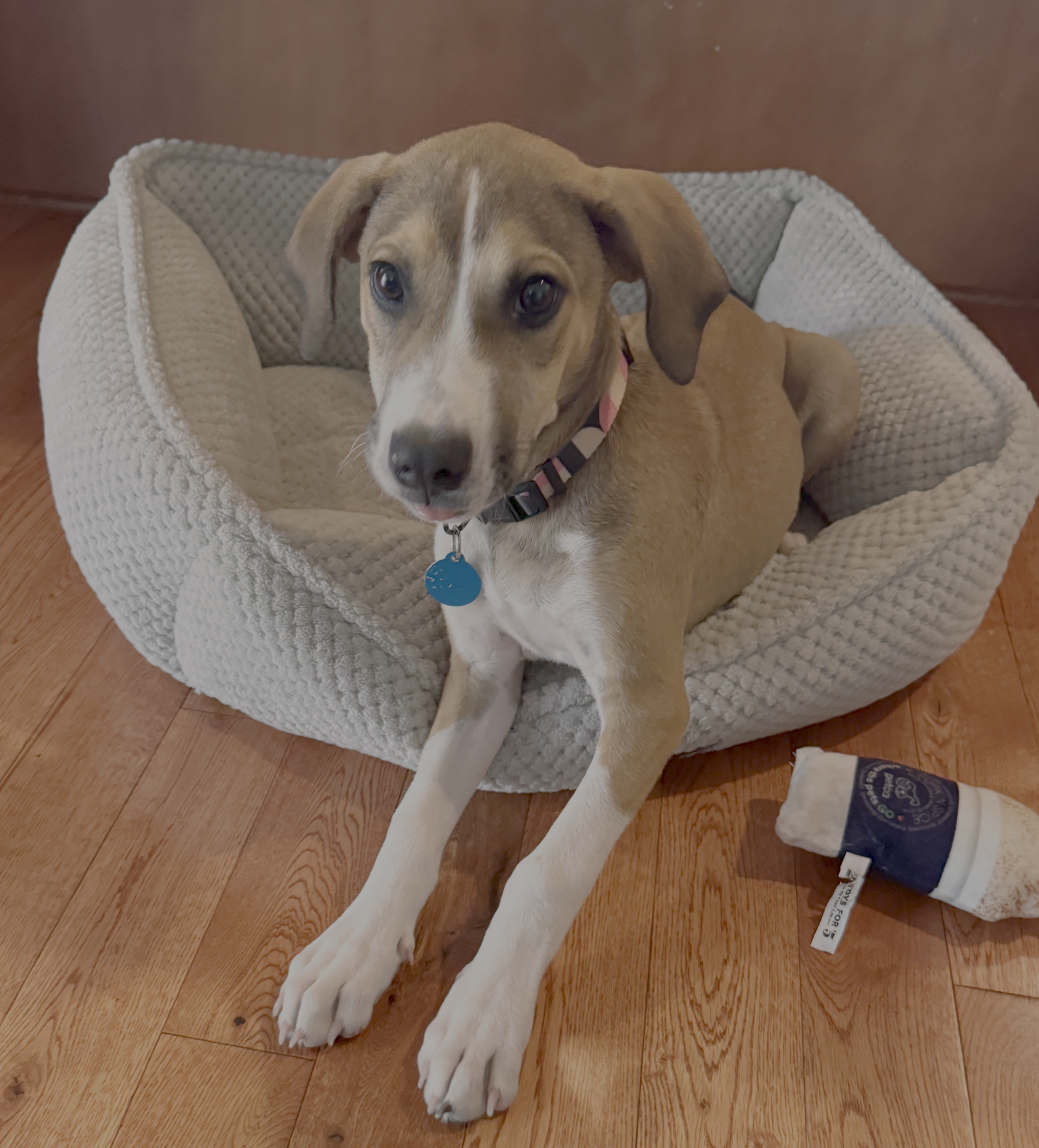 Boomer, photo 9