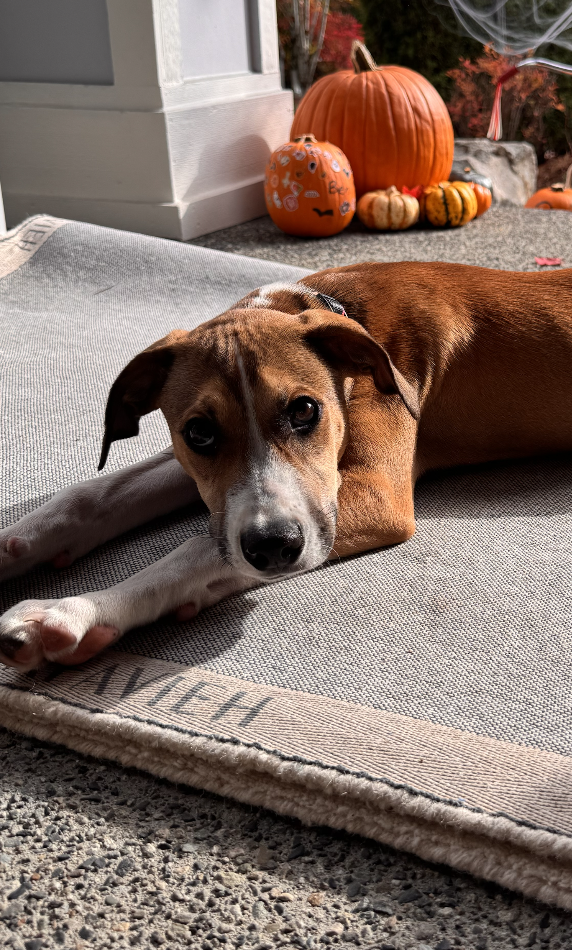 Boomer, photo 2