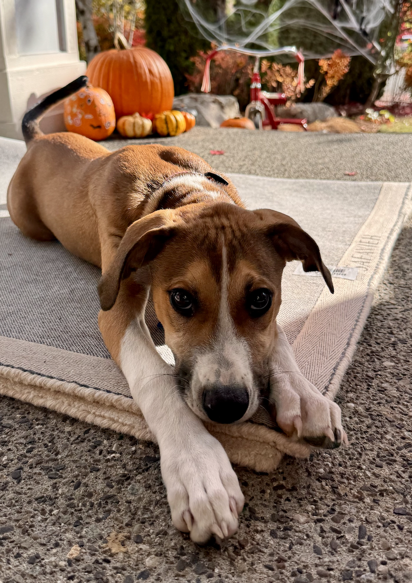 Boomer, photo 3