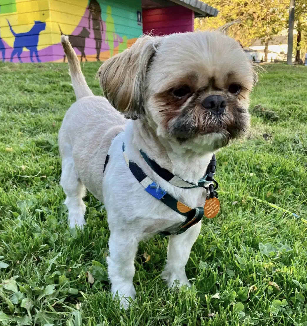 Mickey - Shih Tzu