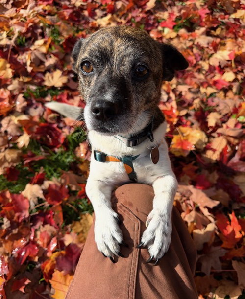 Tim, Chihuahua / Pug / Mixed (short coat)