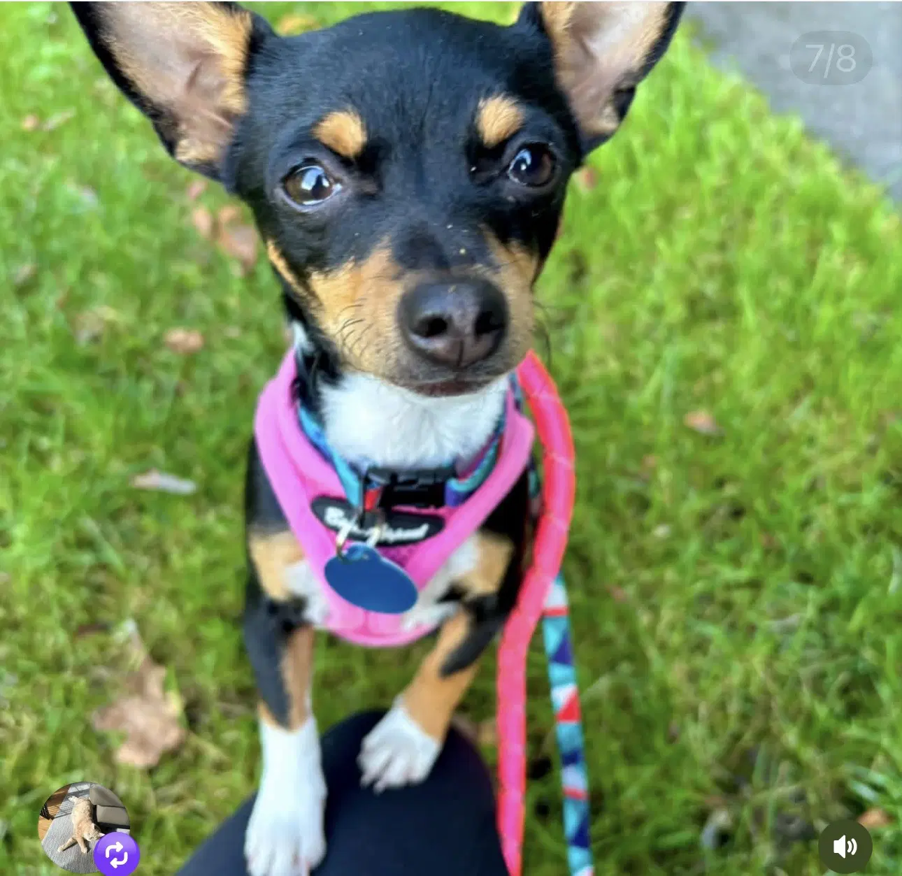 Goldie - Chihuahua