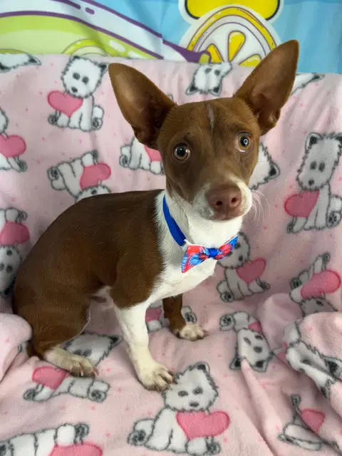 Gus - Chihuahua