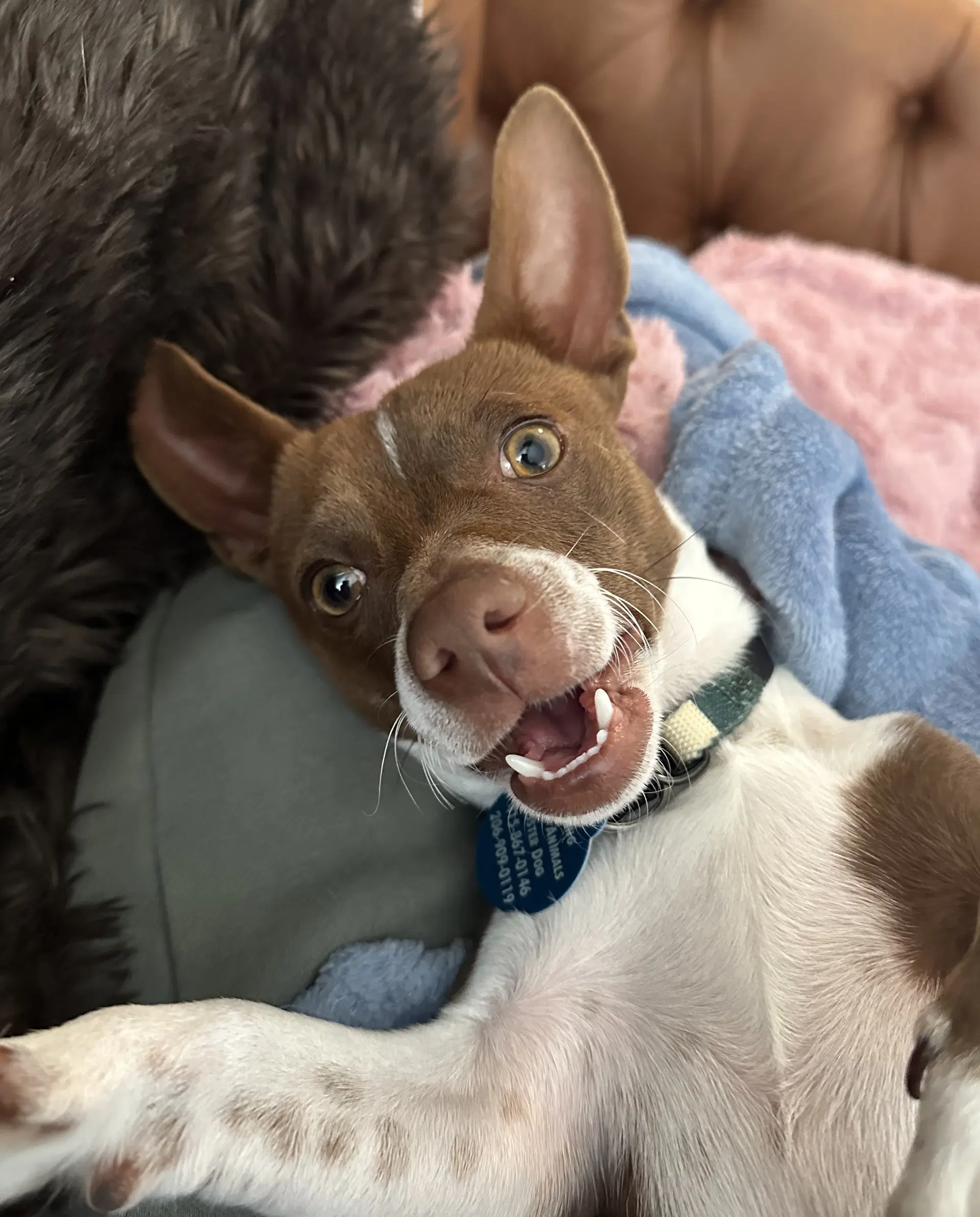 Gus image 2