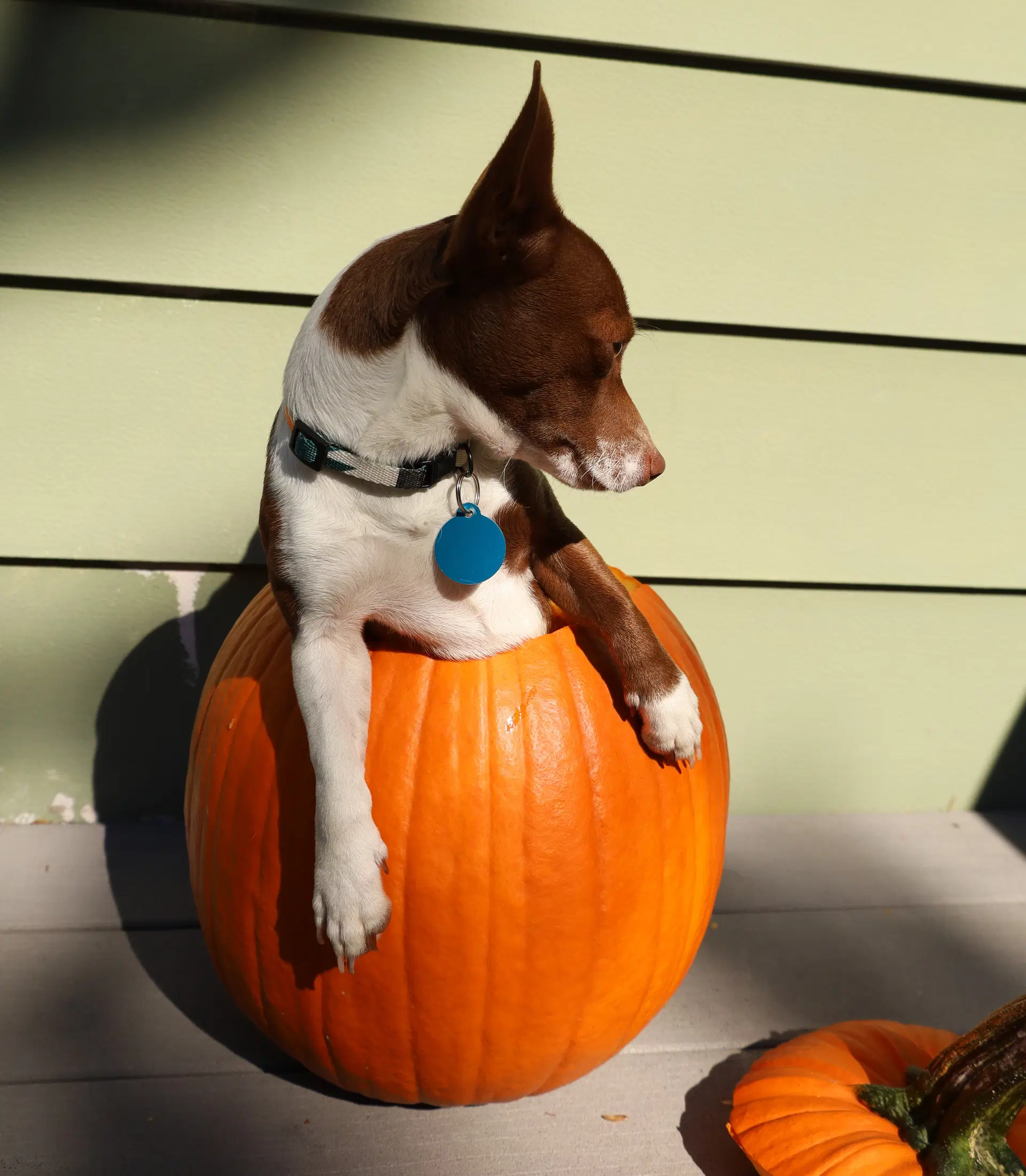 Gus image 3