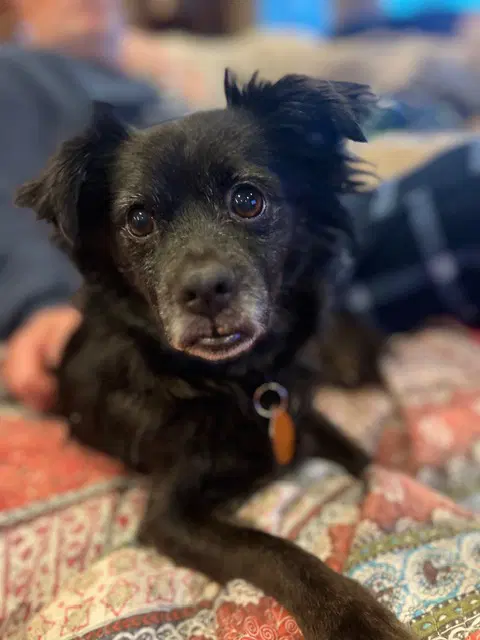 Sparky image 2