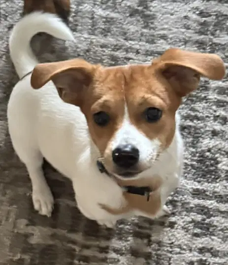 Chai - Chihuahua