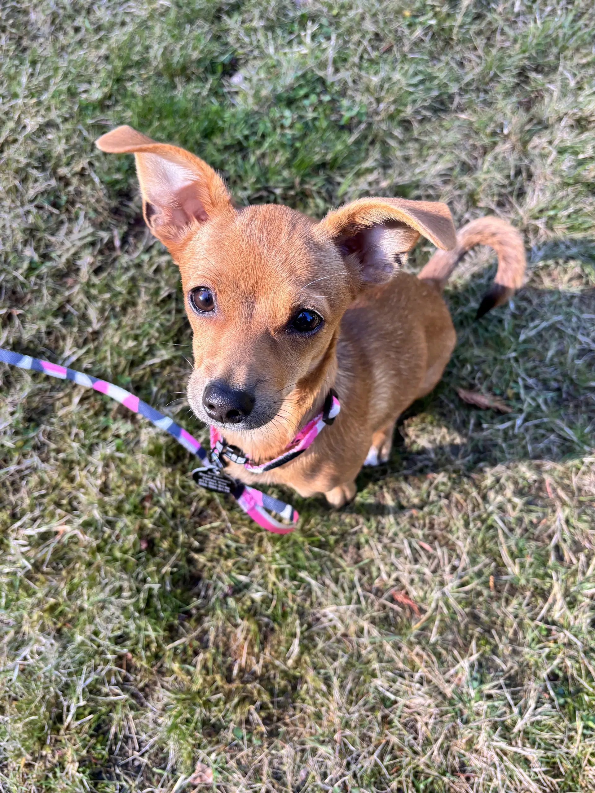 Pumpkin - Chihuahua