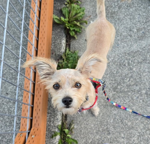Princess, Chihuahua / Mixed (medium coat)