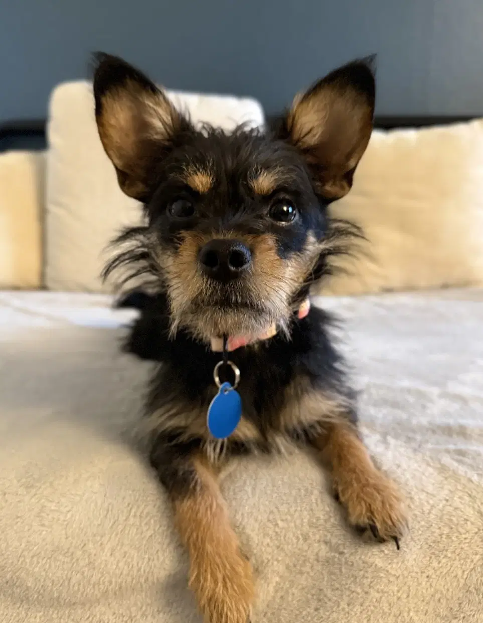 Chap - Terrier