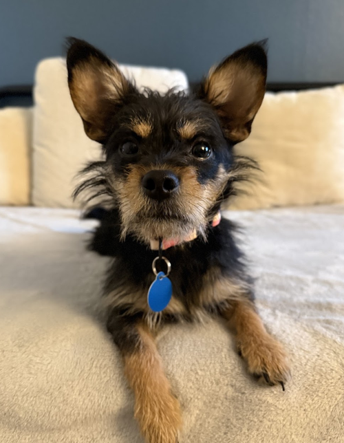 Chap, Terrier / Chihuahua / Mixed (short coat)