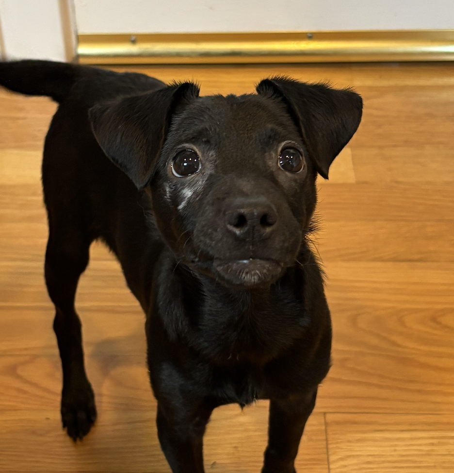 Sammy, photo 3