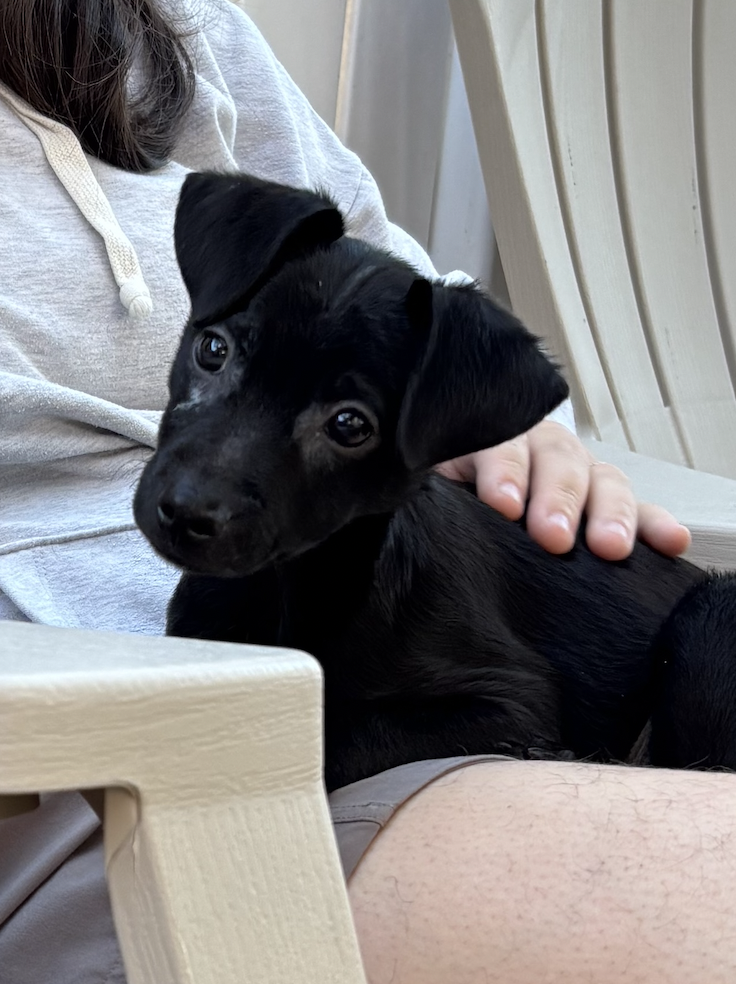 Sammy, photo 4