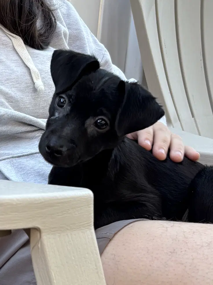 Sammy image 4