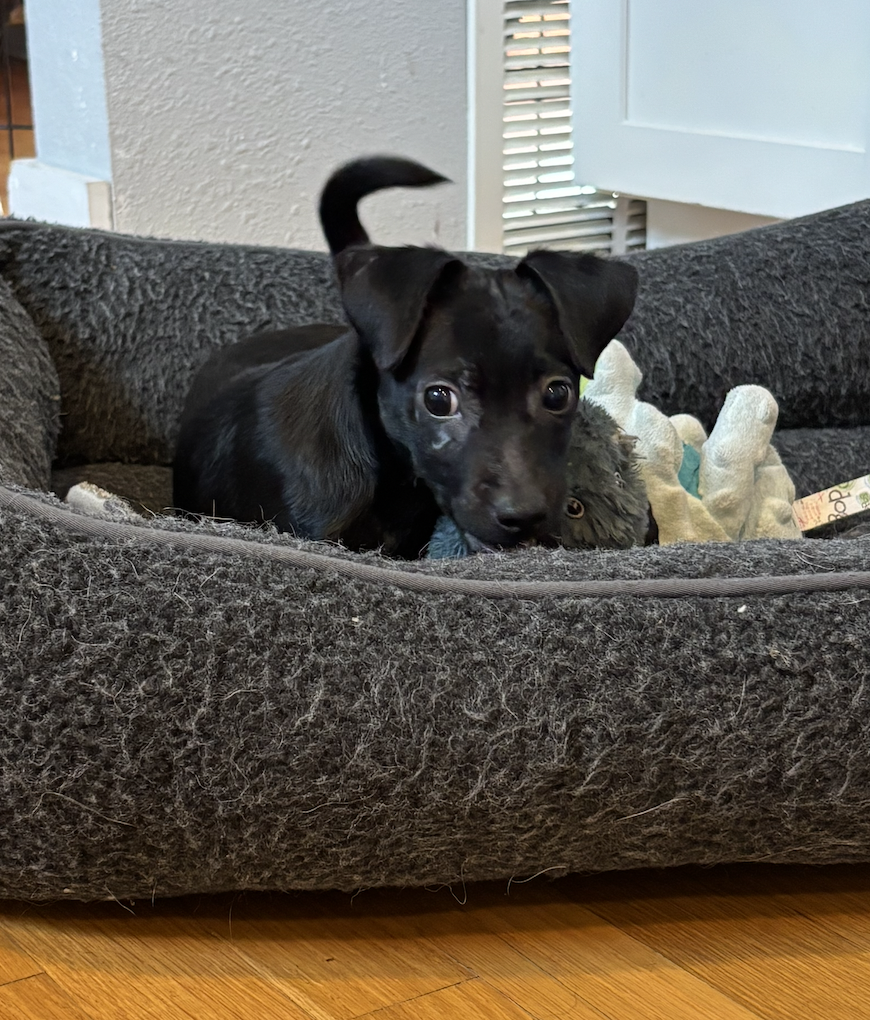 Sammy, photo 5