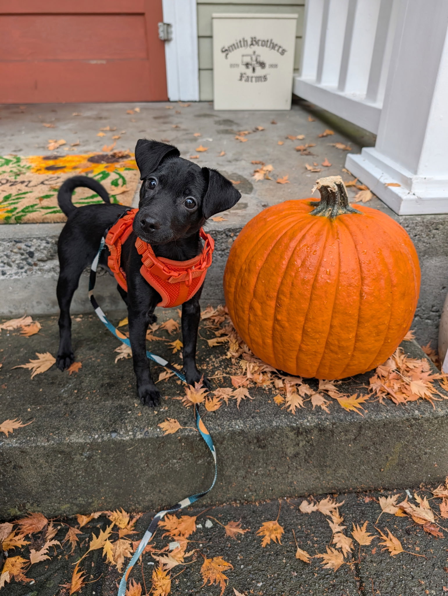 Sammy