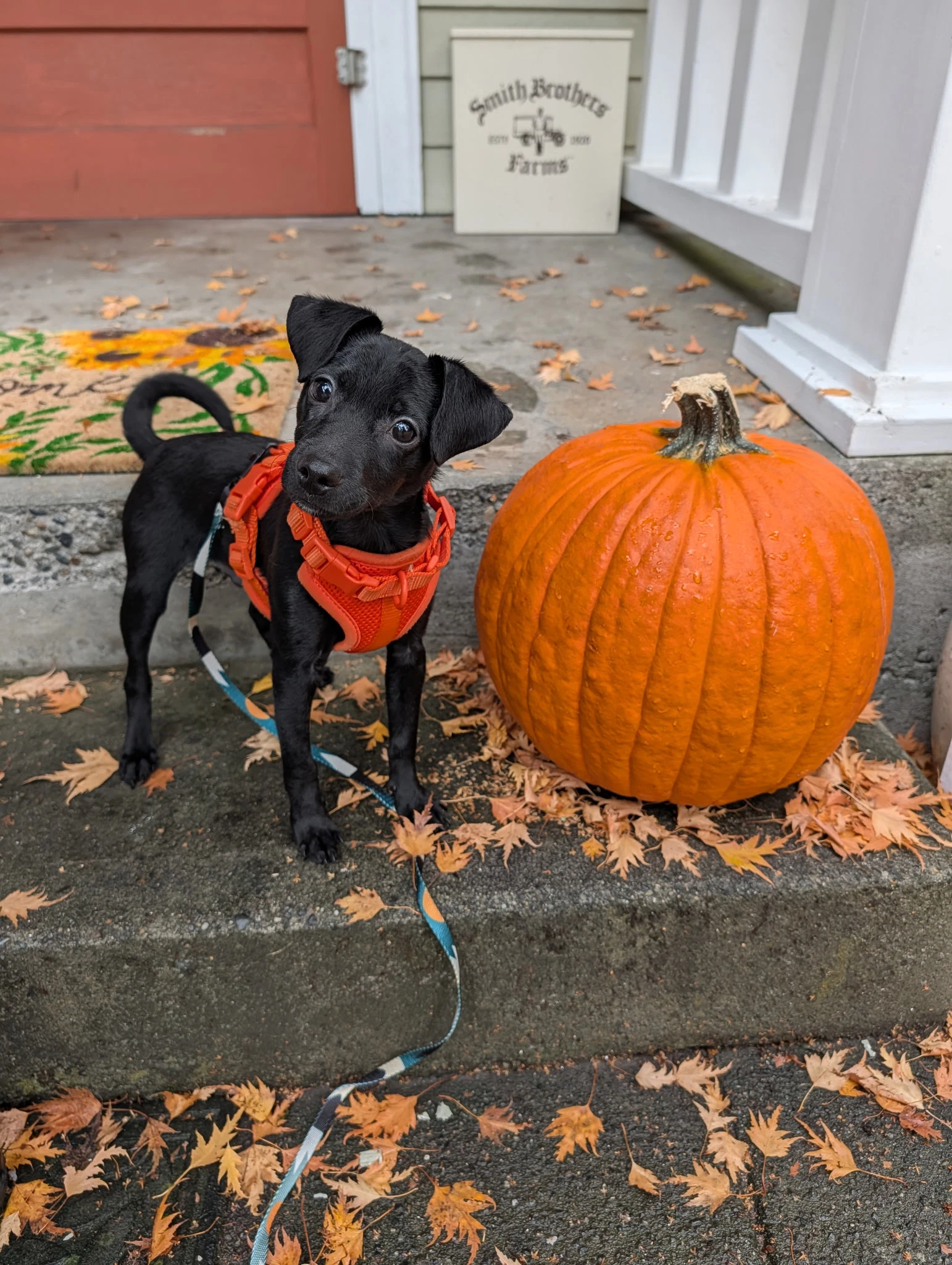 Sammy