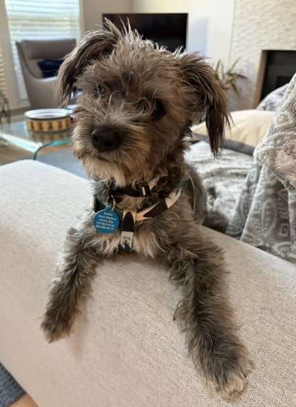 Patty, Poodle (Miniature) / Schnauzer / Mixed (medium coat)