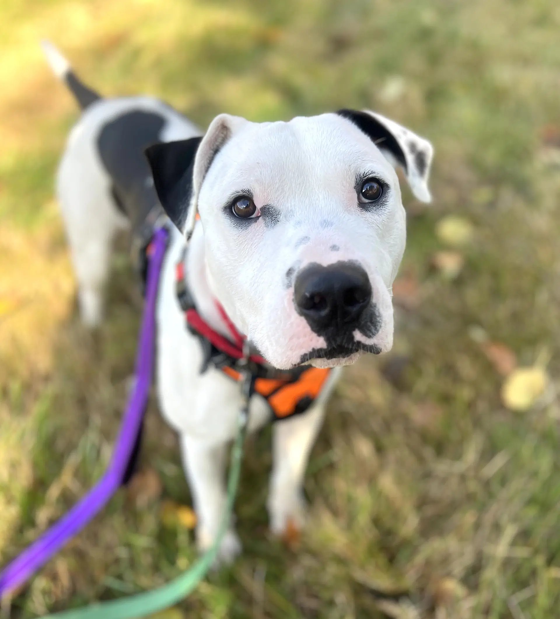 Chance - Pit Bull Terrier