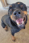 Sweetie - Photo 1