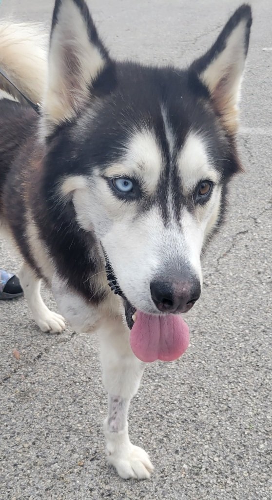 adoptable Dog in San Antonio, TX named Oscar