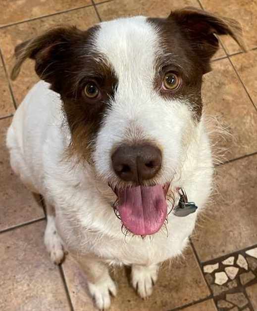 adoptable Dog in San Antonio, TX named Luke AW