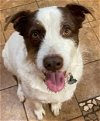 adoptable Dog in anton, TX named Luke AW