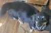 adoptable Dog in  named Pansy