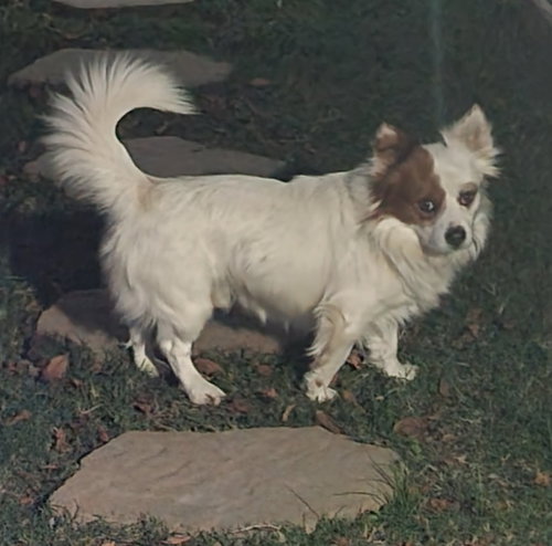 ISAAC - Corgi / Pomeranian available for adoption