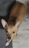 adoptable Dog in anton, TX named Angel