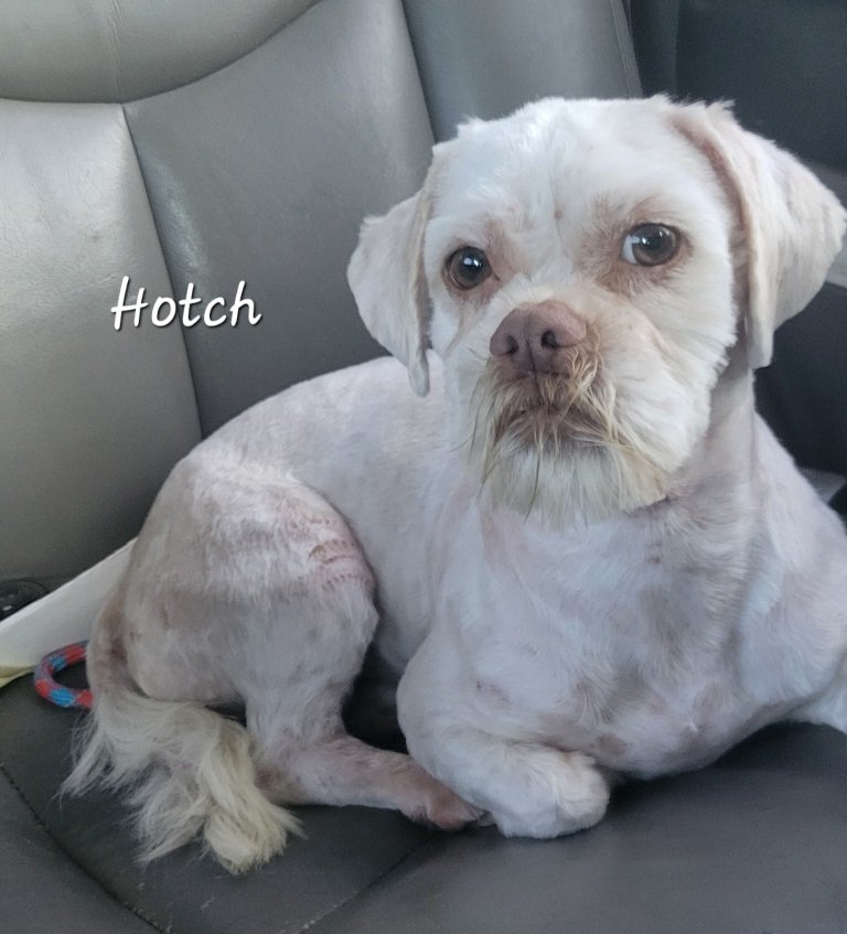 adoptable Dog in San Antonio, TX named Hotch