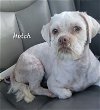 adoptable Dog in  named Hotch