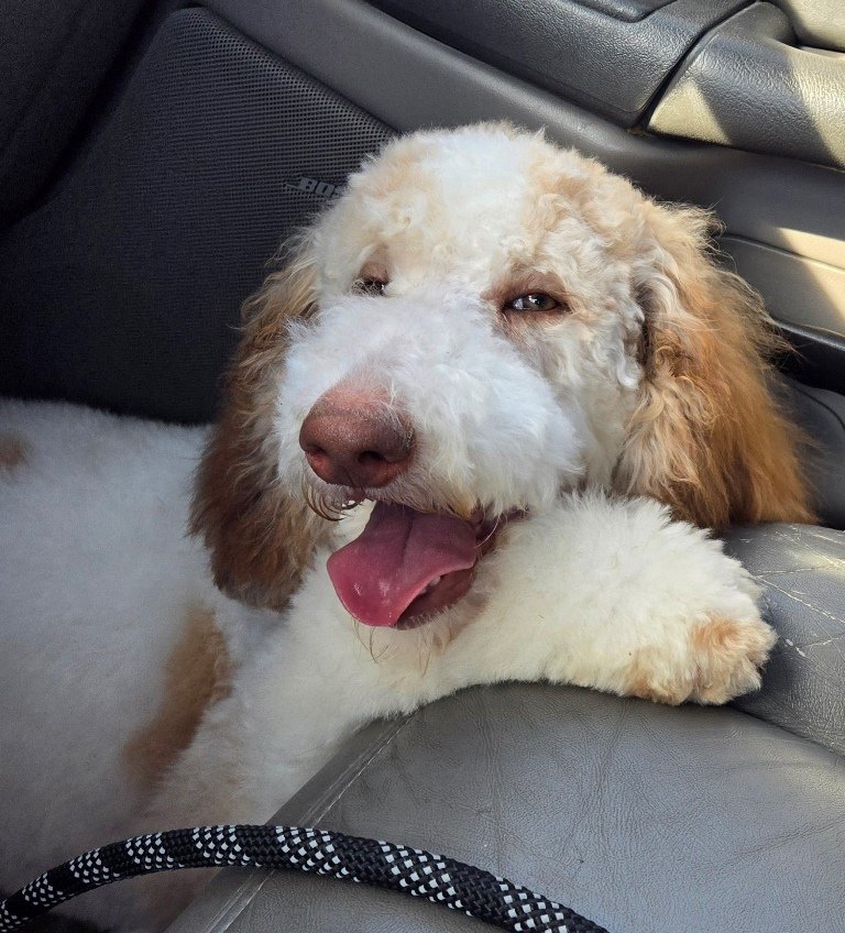 adoptable Dog in San Antonio, TX named Lulu