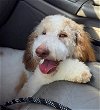 adoptable Dog in  named Lulu