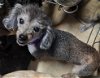 adoptable Dog in anton, TX named Bandit