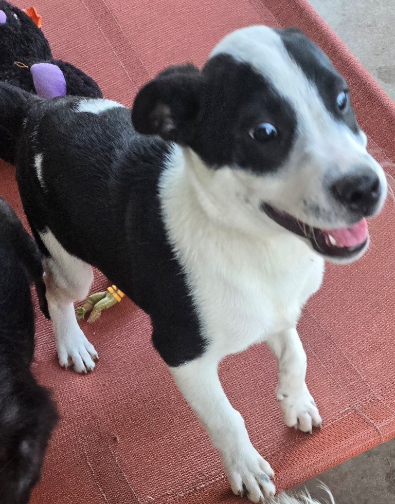 adoptable Dog in San Antonio, TX named Doc & Marty