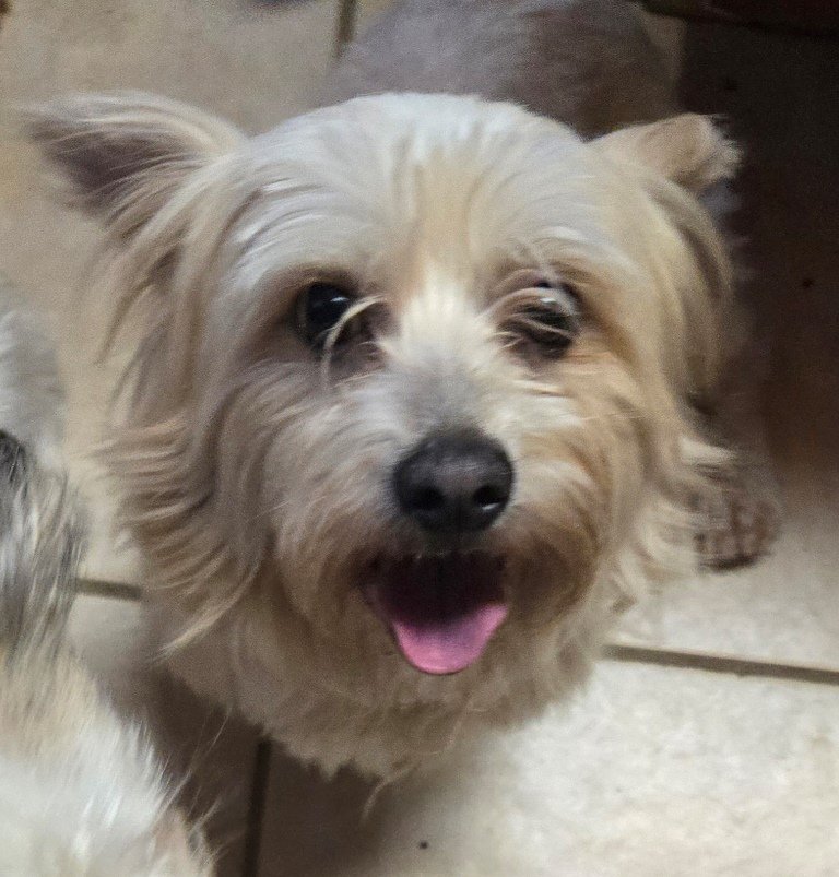 adoptable Dog in San Antonio, TX named Omar