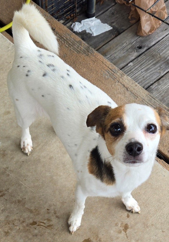 adoptable Dog in San Antonio, TX named Annie