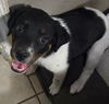 adoptable Dog in  named Marty