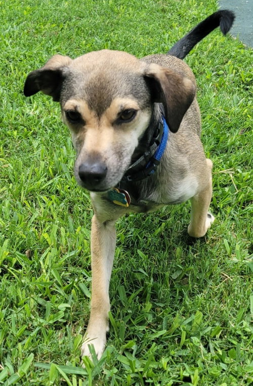 picture of the dog needing adoption